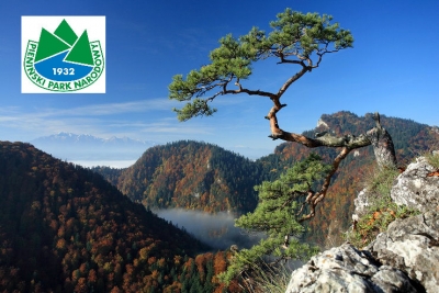 Pieniński Park Narodowy - Sosna pod szczytem Sokolicy.