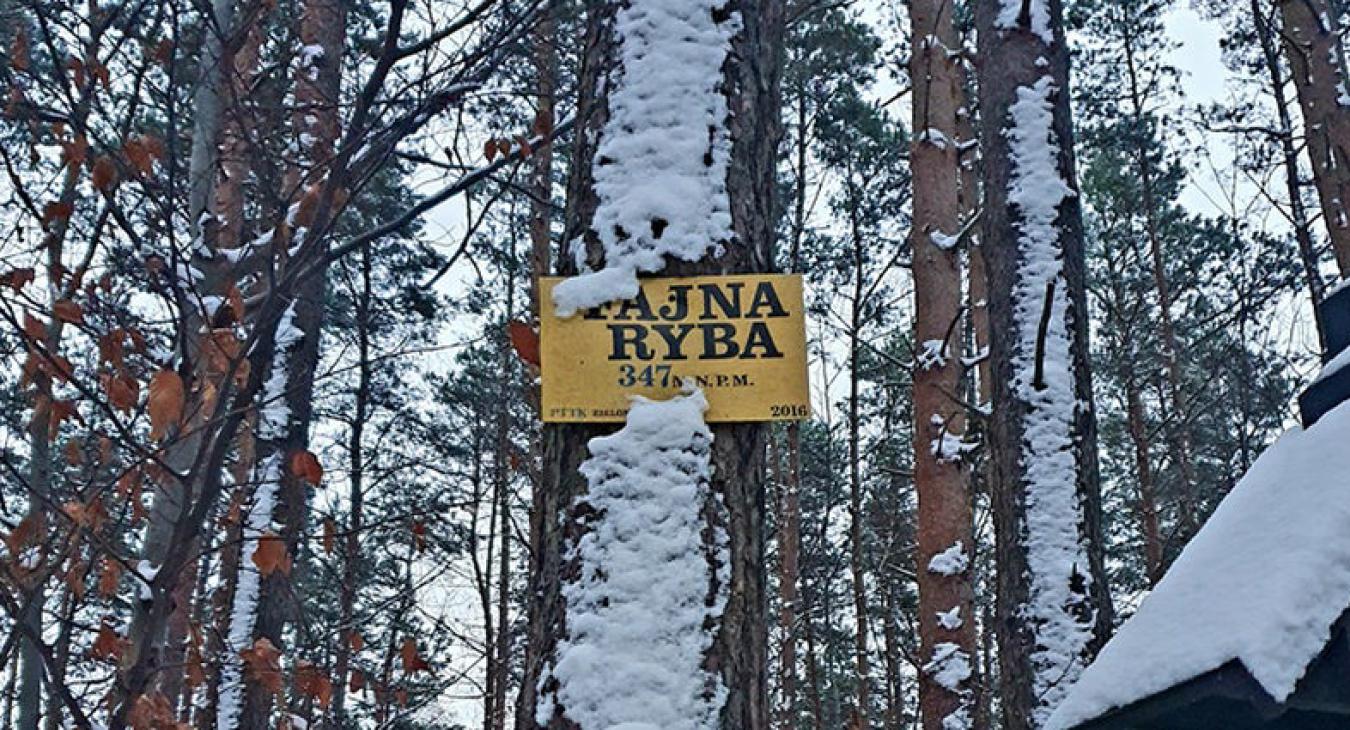 Fajna Ryba